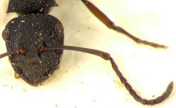 Media type: image; Entomology 21656   Aspect: head frontal view